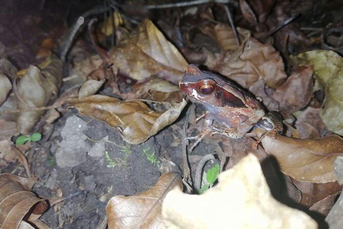 Night tour La Fortuna - The Sum Up: Who Will Love This Night Tour?