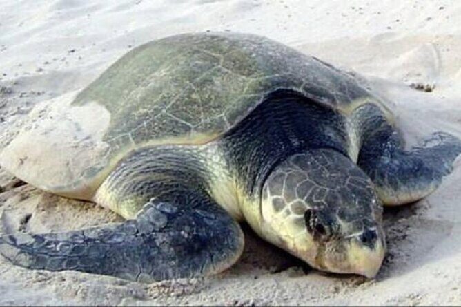 Night Turtle Nesting Tour from Tamarindo - Who Will Love This Experience?