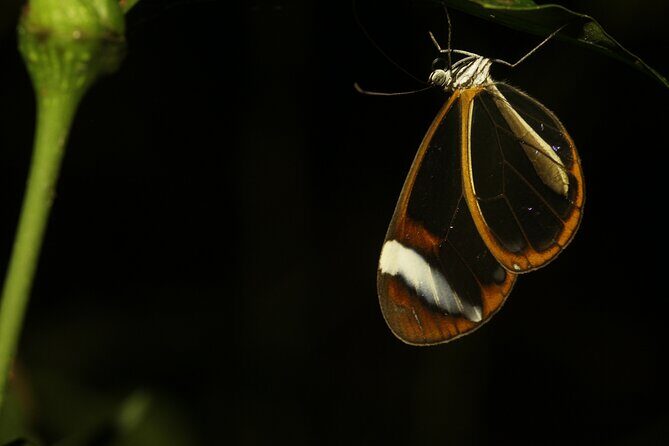Night Walk Around Arenal Volcano - Authentic Encounters: What You’re Likely to See