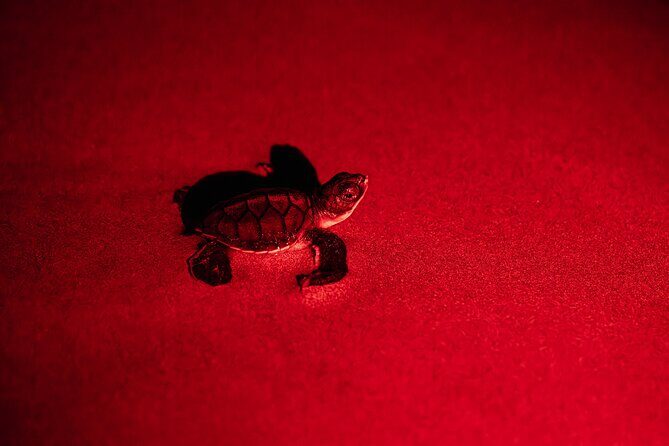 Night Watching of Sea Turtles from Tamarindo - FAQ