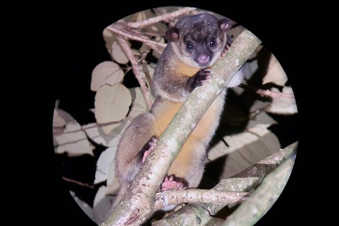 Nighttime Walking Tour in Monteverde Wildlife Refuge - The Value of a Nighttime Wildlife Experience