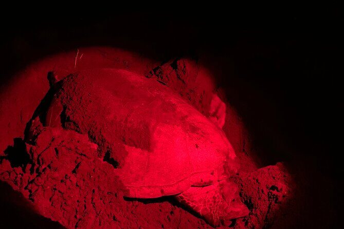 Observation of Turtles in their Natural Habitat in Tortuguero - FAQs About the Turtle Observation Tour in Tortuguero