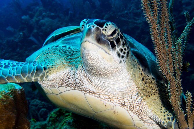 Open Water Scuba Course - FAQs