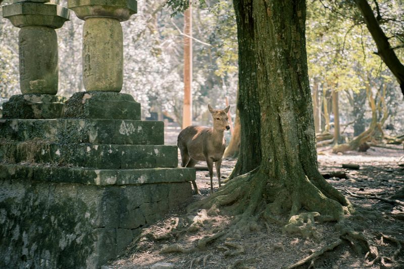 Deer standing near stone lanterns in Nara Park, Japan