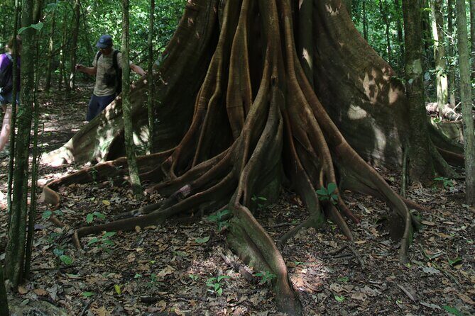 Pacheco Tours - Corcovado National Park Sirena from Drake Bay - Who Will Love This Tour?