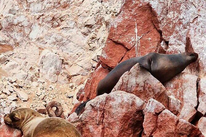 Paracas, Huacachina and Sunset Tour at the Oasis - Why Travelers Love This Tour