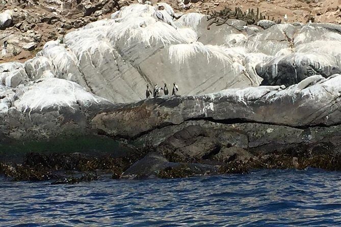 Penguin Watching Navigation Cachagua Lunch From STGO Private Tour - Who Should Consider This Tour?