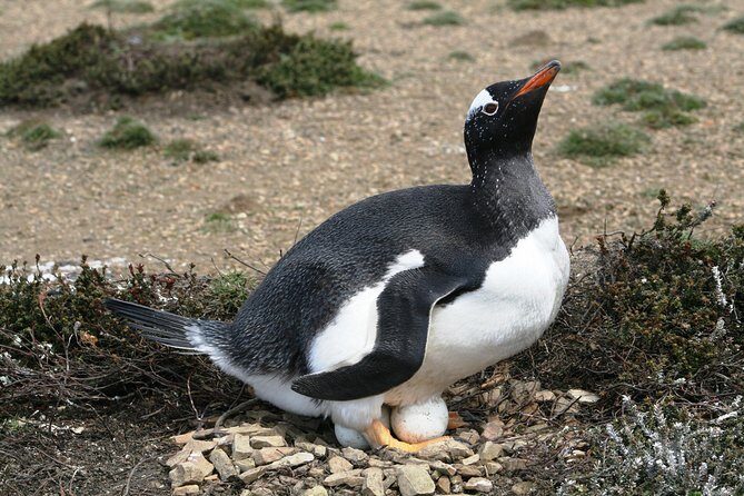 Penguins, Elephant Seals and Island Highlights at Falkland Is. - Authentic Experiences and Practicalities