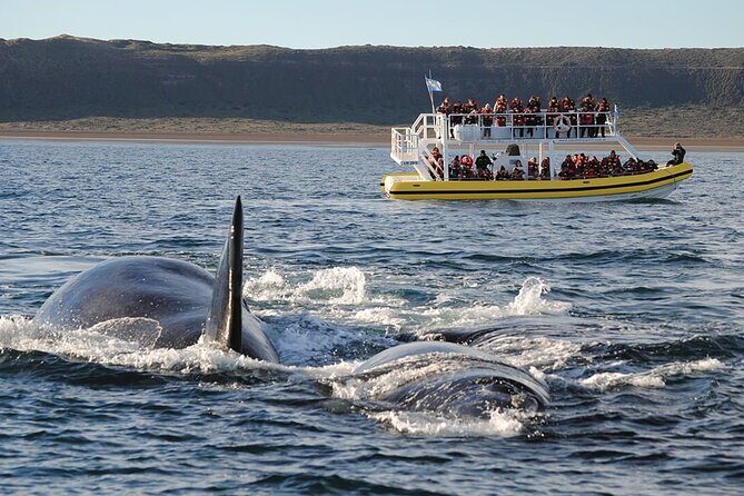 Peninsula Valdés Excursion with Whale Watching Included - Detailed Breakdown of the Experience