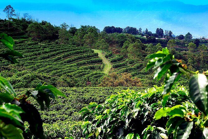 Poas Volcano + Coffee Plantations & La Paz Waterfall Gardens Trip from San Jose - Who Is This Tour Best Suited For?