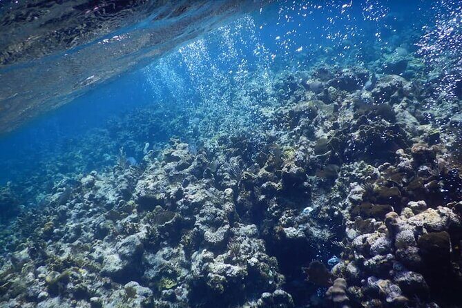 Private Chocolate & Rumfactory Tour Snorkeling CoralReef WestEnd - Who Would Love This Tour?