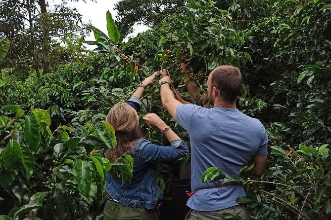 Private coffee tour near Medellín, from bean to cup. - The Coffee Tasting Experience