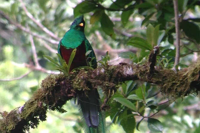 Private Natural History Walk by Pasión Costa Rica - Who Is This Tour Best For?