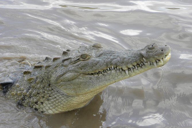 PRIVATE Palo Verde Boat Safari: Wildlife + Lunch Included - FAQs