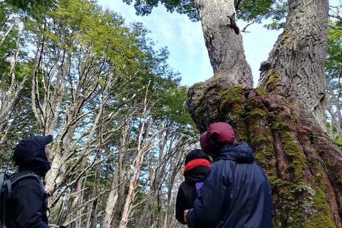 Private Patagonian Forest Hike in Punta Arenas: 4 Hour - Who Will Enjoy This Tour?