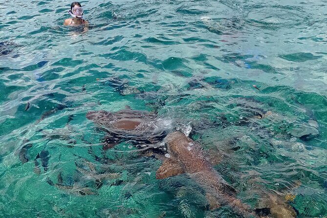 Private Snorkeling in Hol Chan Marine Reserve and Shark Ray Alley - Who Will Love This Tour?