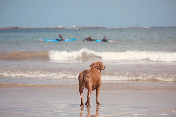 Private Tamarindo Costa Rica Surfing Class - Experience the Heart of Tamarindo’s Surf Culture
