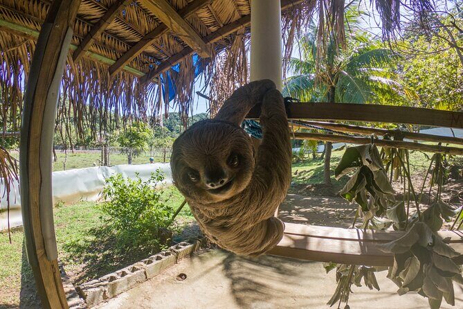 Private Tour to Monkey and Sloth Sanctuary with Optional Add-Ons and Stops - What the Reviews Say