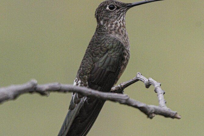 Private Tour to spotting condors at Antisana volcano all included - Practical Details and Considerations