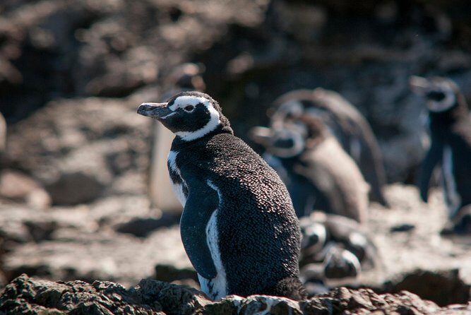 Puerto Montt: Full day Chiloe Island visiting Penguins in Puñihuil - Weighing the Pros and Cons