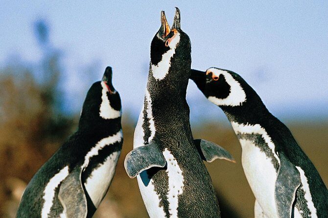 Punta Tombo Shore Excursion w/box Lunch(Shared tour for cruises) - Authentic Experiences and Honest Observations