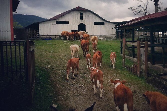 Queveri Horseback Riding Tours - The Itinerary: A Day in the Life of a Costa Rican Farm