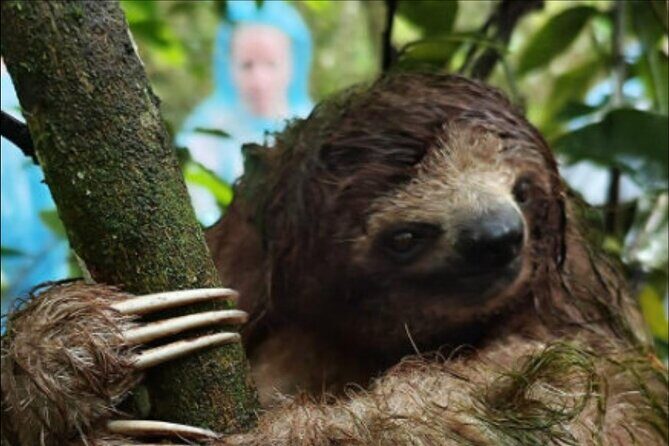 Rainforest and Waterfall Tour with Chocolate and Coffee - A Deep Dive into the Costa Rican Rainforest and Waterfall Experience