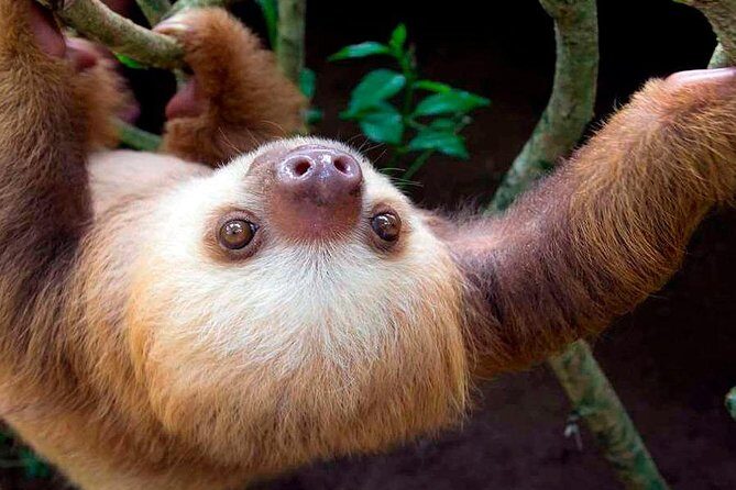 Rainforest Bijagua Ranas Costa Rica Excursions Travels - A Deep Dive into the Experience