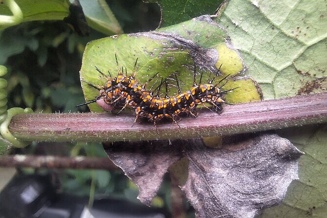 Rincón de la Vieja Volcano Hike & Crystal-Blue Swimming Adventure - Authentic Traveler Feedback