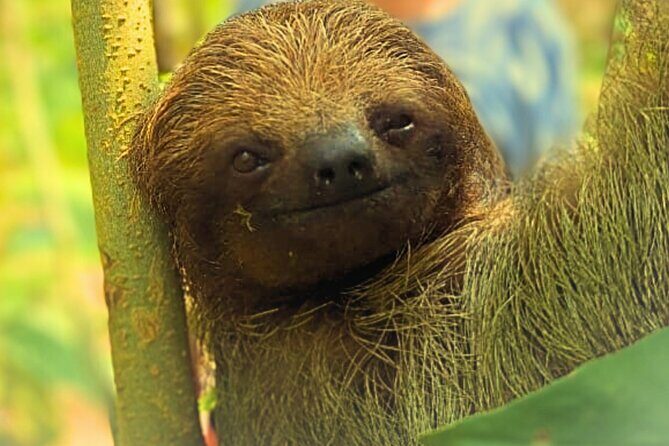 Rio Celeste Expedition  Sloths, Waterfalls & Nature's Magic - What Our Reviewers Say