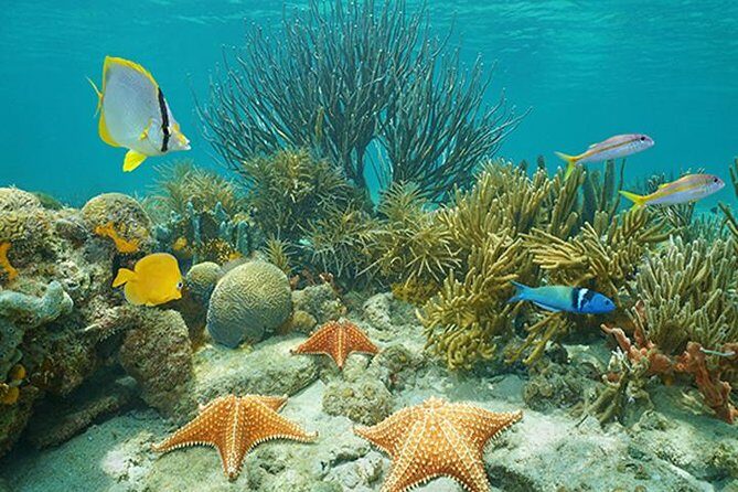 Roatan 3 Stop Snorkeling Adventure, Shipwreck, Starfish & Blue Channel - The Value of This Adventure for You
