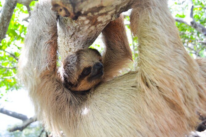 Roatan Drift Snorkel and Monkey/Sloth Sanctuary Tour - Detailed Itinerary Breakdown
