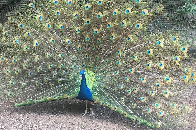 Roatan Gumbalimba Preservation Eco-Park & Beach - Who Will Enjoy This Tour?