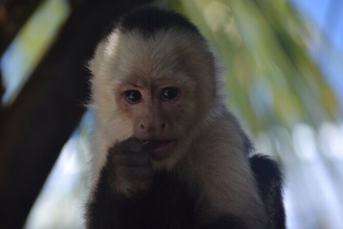 Roatan Monkey and Sloth Sanctuary and Beach Break - FAQ