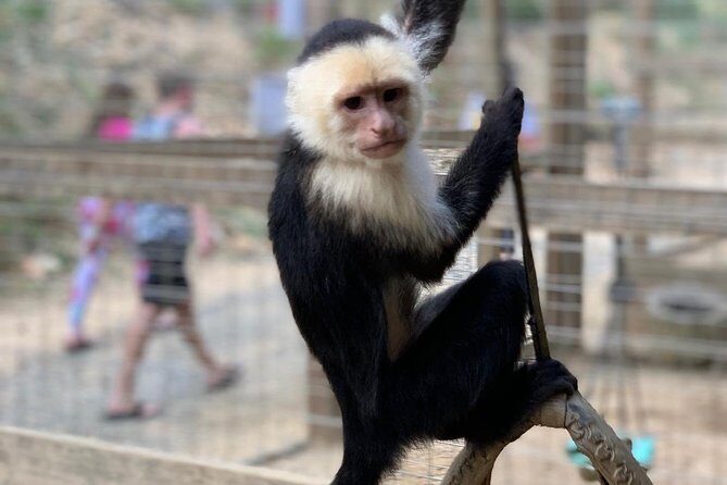 Roatán Shore Excursions: Wildlife + ATV/Buggy & Beach(1Beer/pp) - Who Is This Tour Best For?