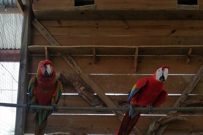 Roatan Sloth & Monkeys Animal Park , Chocolate Rum cake Factory - Transportation and Group Size