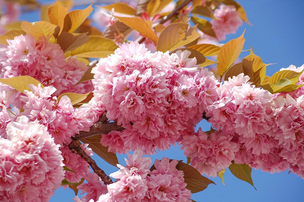 Delicate pink cherry blossoms on branches in full bloom against a soft spring sky
