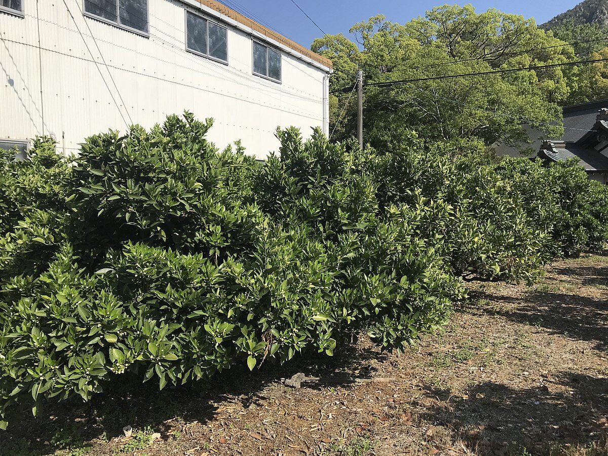Rows of mikan mandarin orange trees growing near Oyamazumi Shrine on Omishima Island