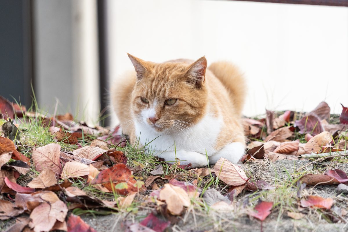 A cat resting on the Narrow Path of Cats in Onomichi, one of the city’s charming hillside lanes