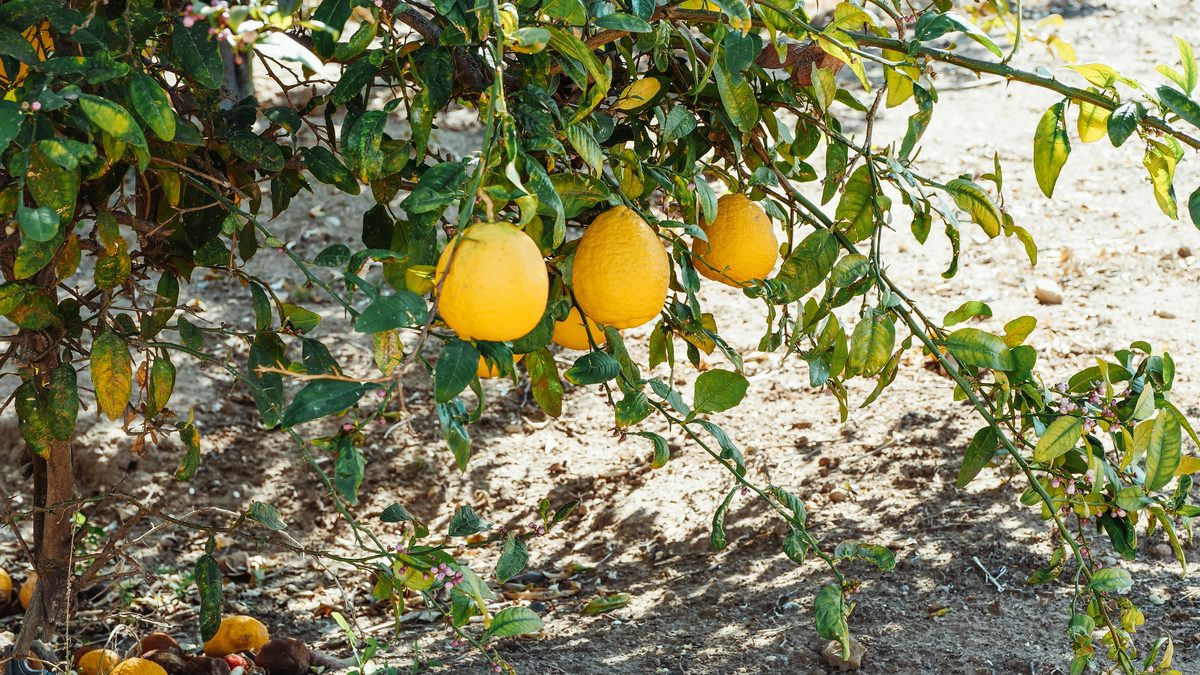 Ripe yellow lemons hanging from a lemon tree branch in an orchard similar to the citrus groves found on Setoda