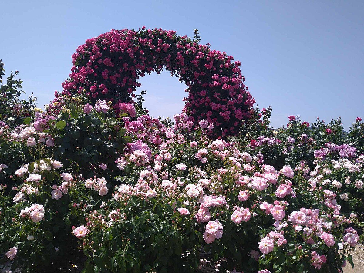 Colorful roses in bloom at Yoshiumi Rose Park on Oshima Island along the Shimanami Kaido