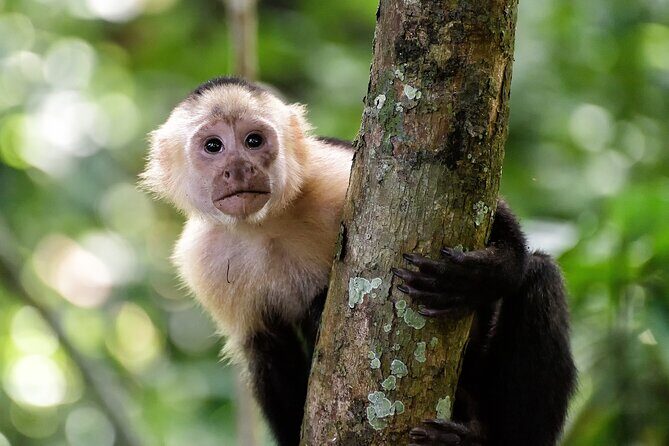 Shore Excursion: Caribbean Highlights Tour from Limon - Who Should Consider This Tour?