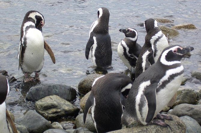 Shore Excursion: Magellan Penguins Natural Reserve in Magdalena Island from Punta Arenas - Detailed Review of the Tour