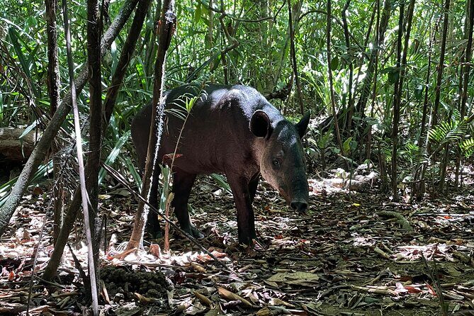 Sirena Station, Corcovado National Park Day Trip from Quepos. - Who Should Consider This Tour?