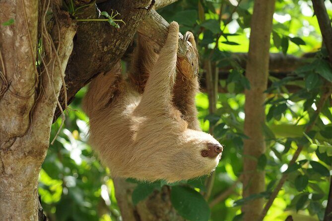 Skip the Line: Diamante Eco Adventure Park: Animal Sanctuary Discovery Ticket - A Detailed Review of the Diamante Eco Adventure Park Animal Sanctuary