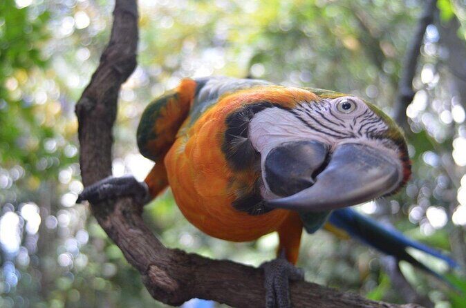 Skip the Line: Rescate Wildlife Rescue Centre General Admission Ticket - Supporting Conservation Through Your Visit