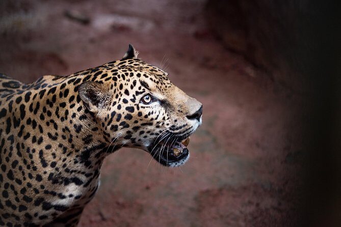 Skip the Line:Day Ticket-La Paz Waterfall Gardens Nature Park & Wildlife Refuge - A Deep Dive into La Paz Waterfall Gardens