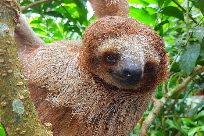 Sloth Discovery, Río Celeste & CoffeeCacao Journey - Who Will Love This Tour?