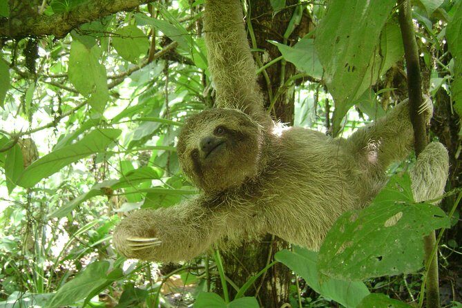 SLOTH PARK ADVENTURE La Fortuna - The Sum Up: Who Should Book This Tour?