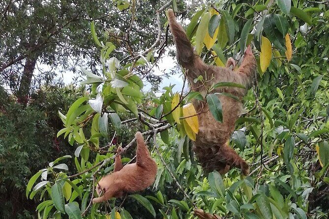 Slothies and Birds Sightseeing - Exploring La Fortuna’s Rainforest in Detail